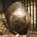 Newcastle - Blackbutt Reserve 